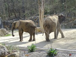 Tiergarten Schönbrunn am 23.03.2023